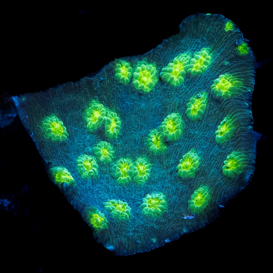 SBM Echinopora Lamellosa