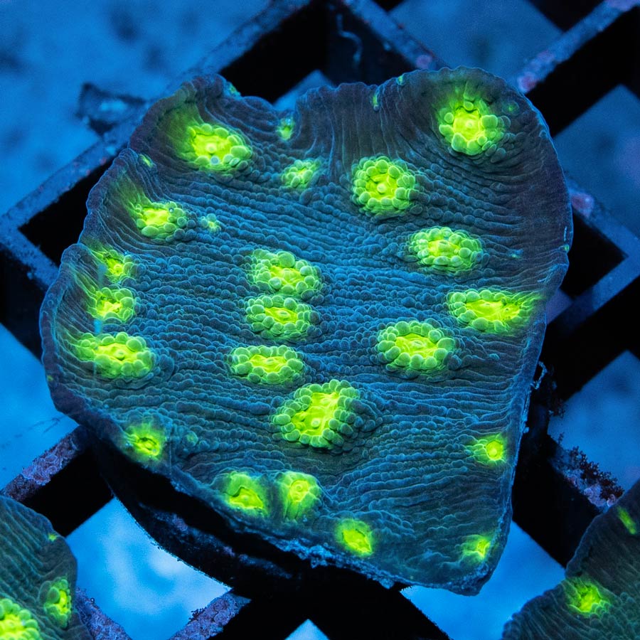 SBM Echinopora Lamellosa