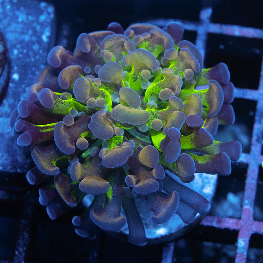 SBM Euphyllia Parancora Hologram (1 Pól)