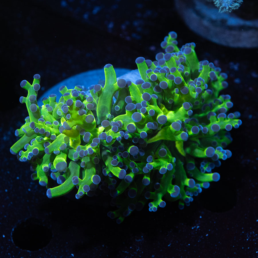 SBM Euphyllia Divisa Puntas azules (2 Pól.)