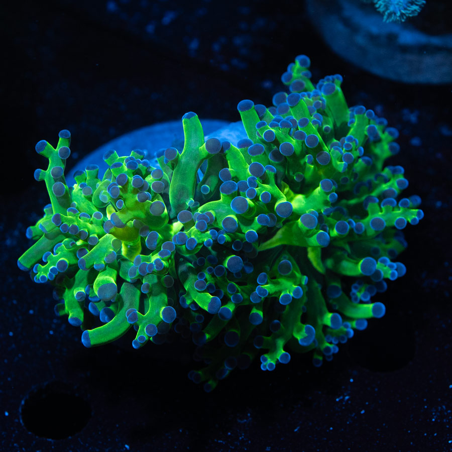 SBM Euphyllia Divisa Puntas azules (2 Pól.)