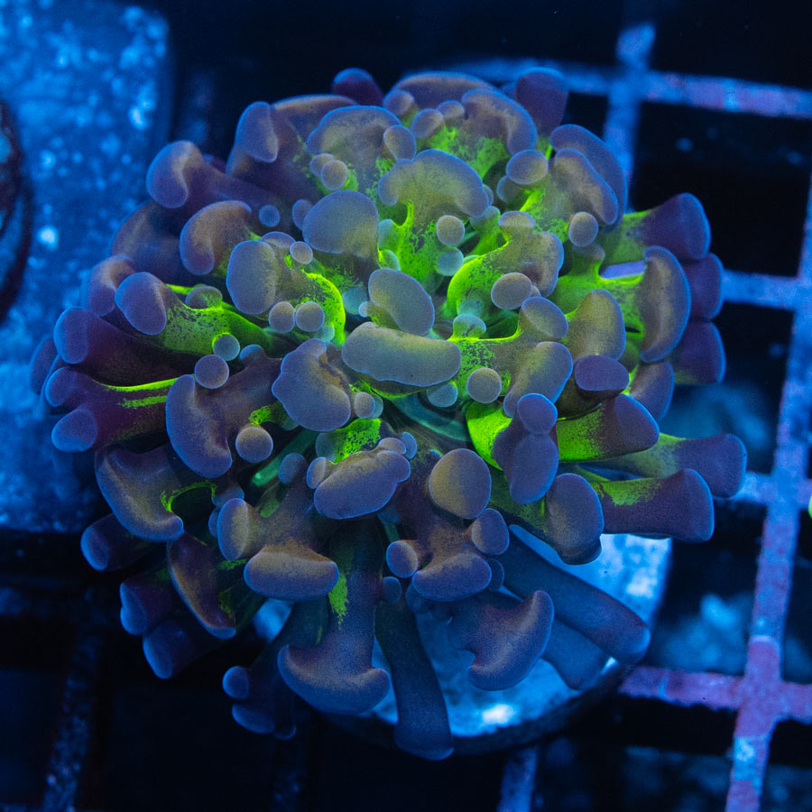 SBM Euphyllia Parancora Hologram (1 Pól)