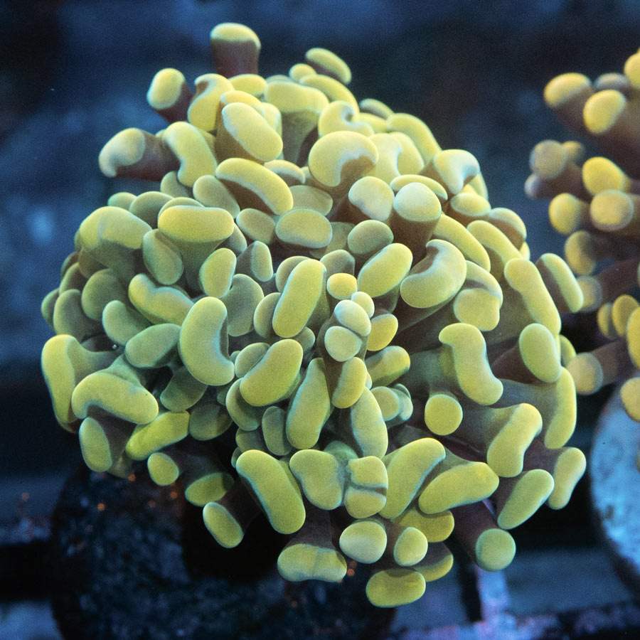 SBM Euphyllia Parancora  Nugget Yellow(3 Pól.)