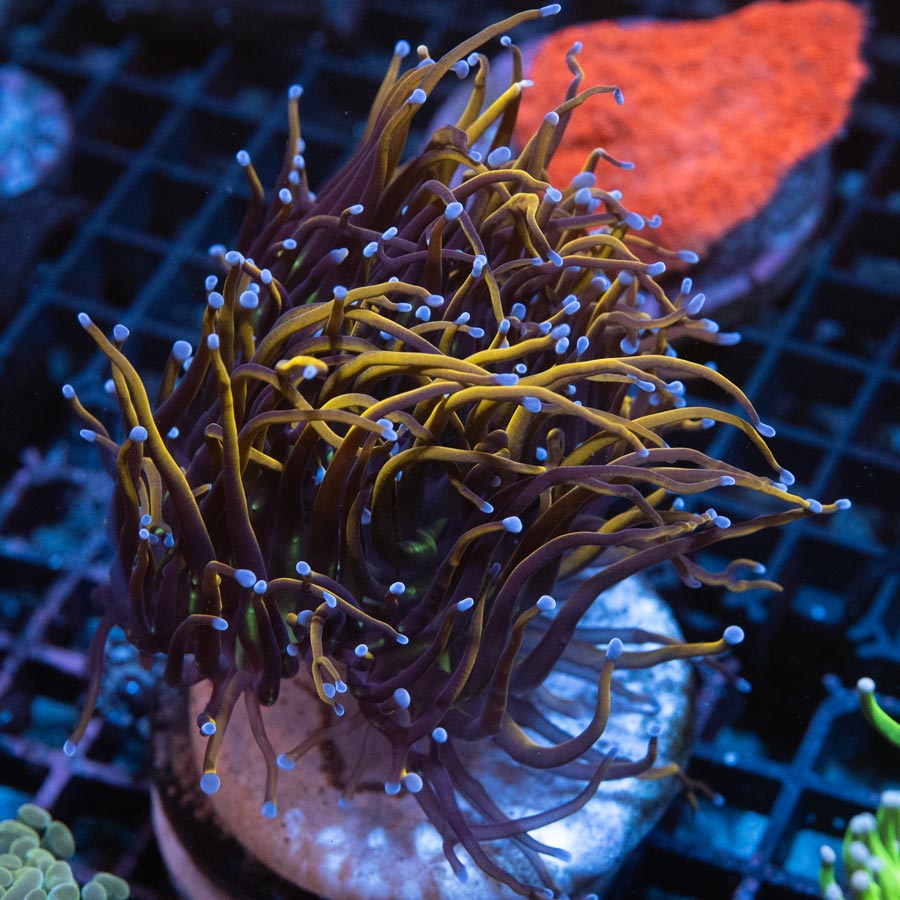 SBM Euphyllia New York Nicks 10 cm