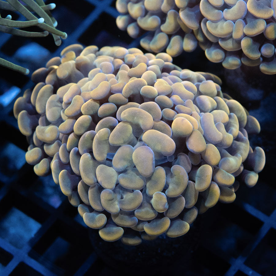 SBM Euphyllia Parancora Rare(3 Pól.)