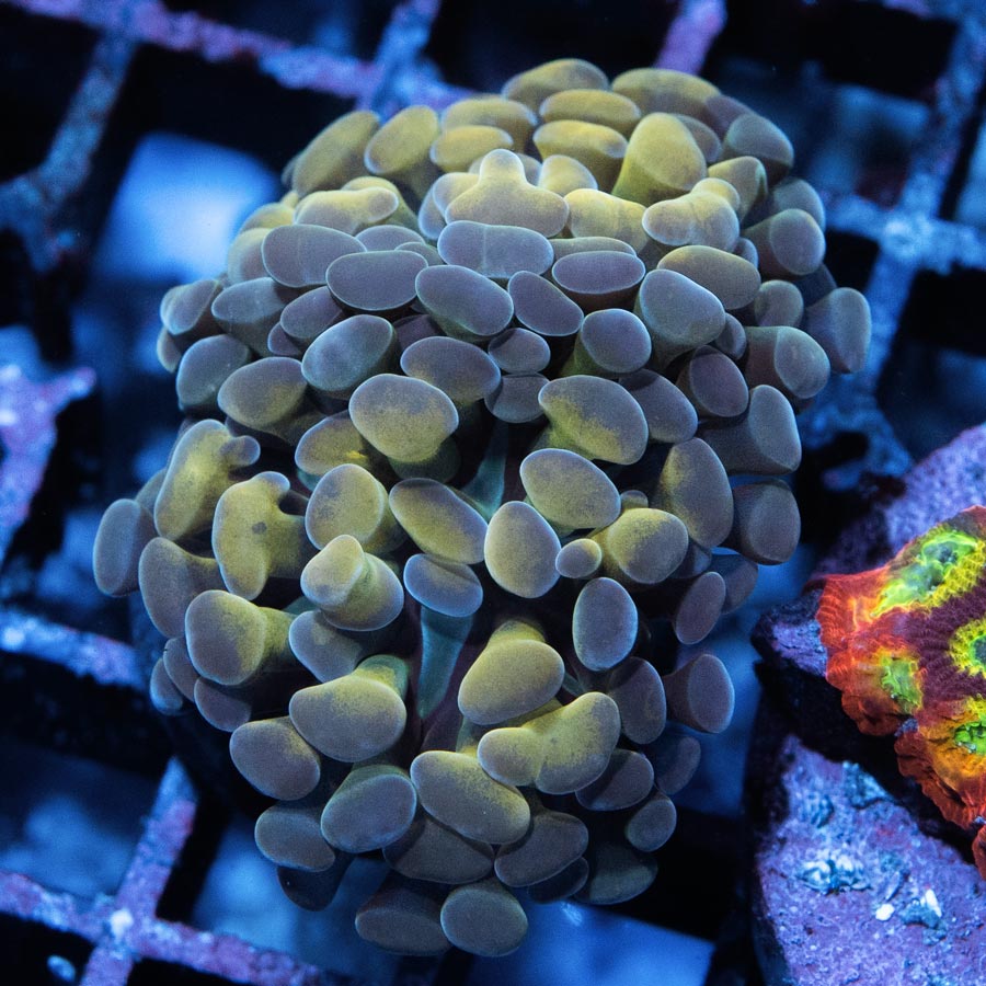 SBM Euphyllia Parancora Rare(2 Pól.)