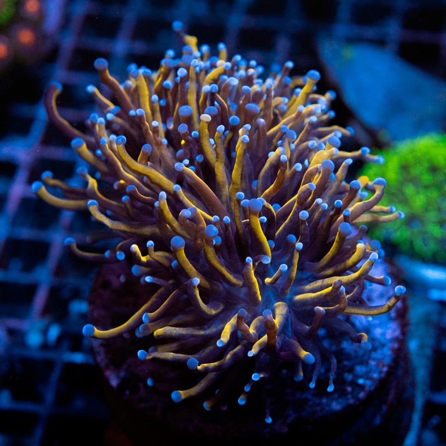 SBM Euphyllia Torch Golden Indo