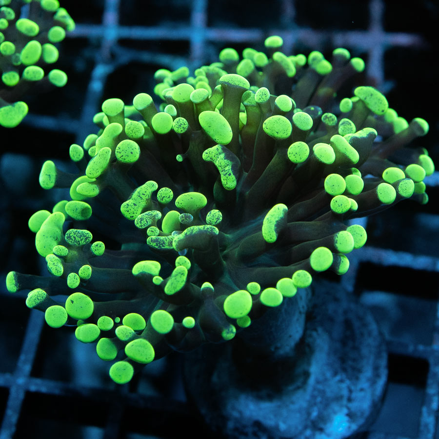 SBM Euphyllia Parancora Toxic Green  (2 Pól.)