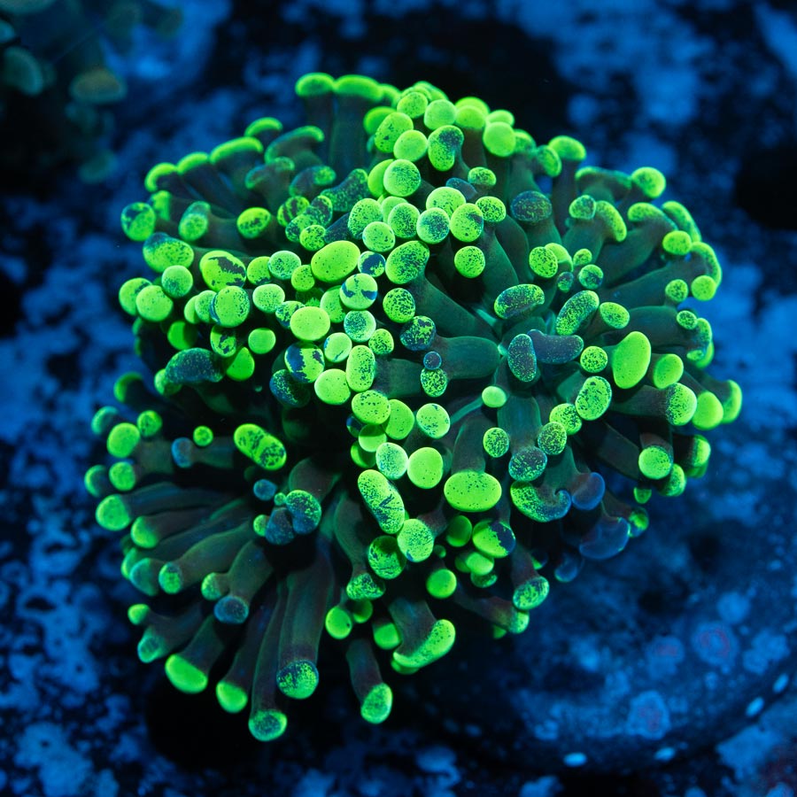 SBM Euphyllia Parancora Toxic Green(3 Pól.)