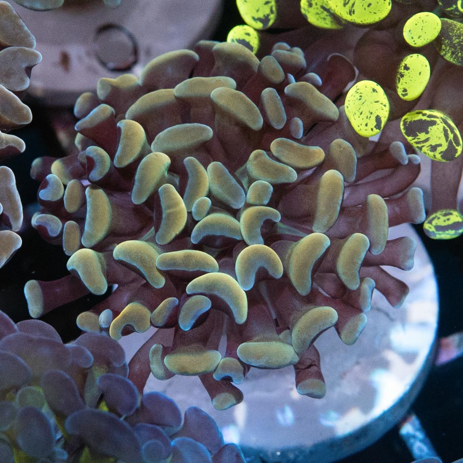 SBM Euphyllia Golden Strawberry (1 Pól.)