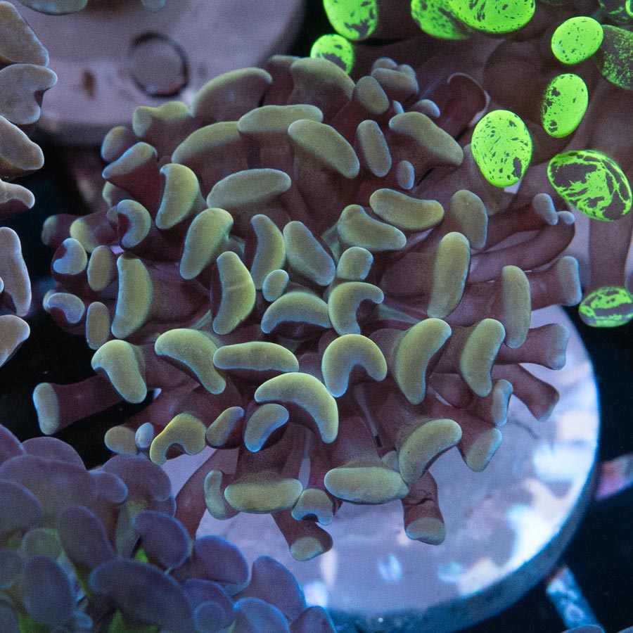 SBM Euphyllia Golden Strawberry (1 Pól.)