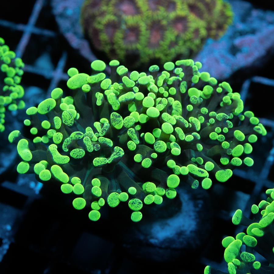 SBM Euphyllia Parancora Toxic Green (3 Pól.)
