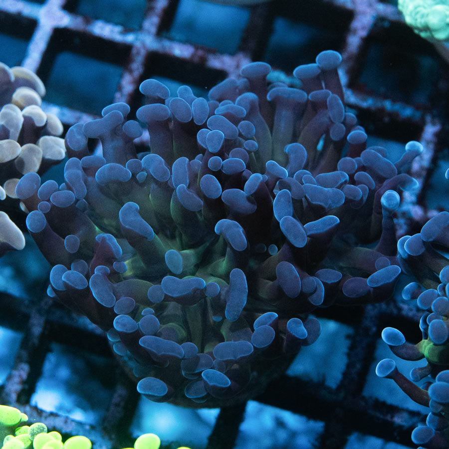 SBM Euphyllia Parancora Rare (2 Pól.)