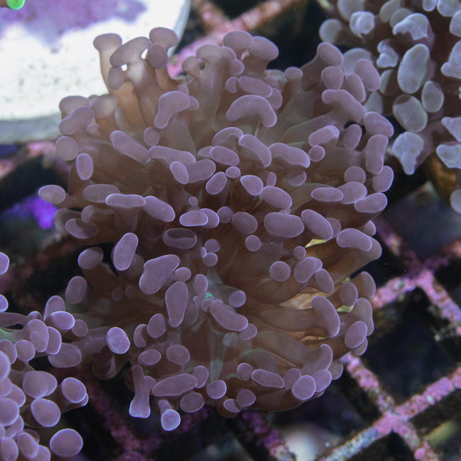 SBM Euphyllia Parancora Rare (2 Pól.)