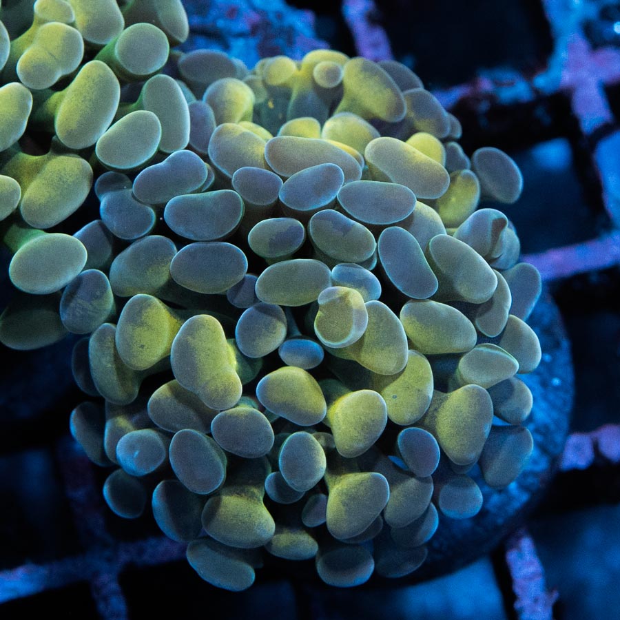 SBM Euphyllia Parancora Rare(2 Pól.)