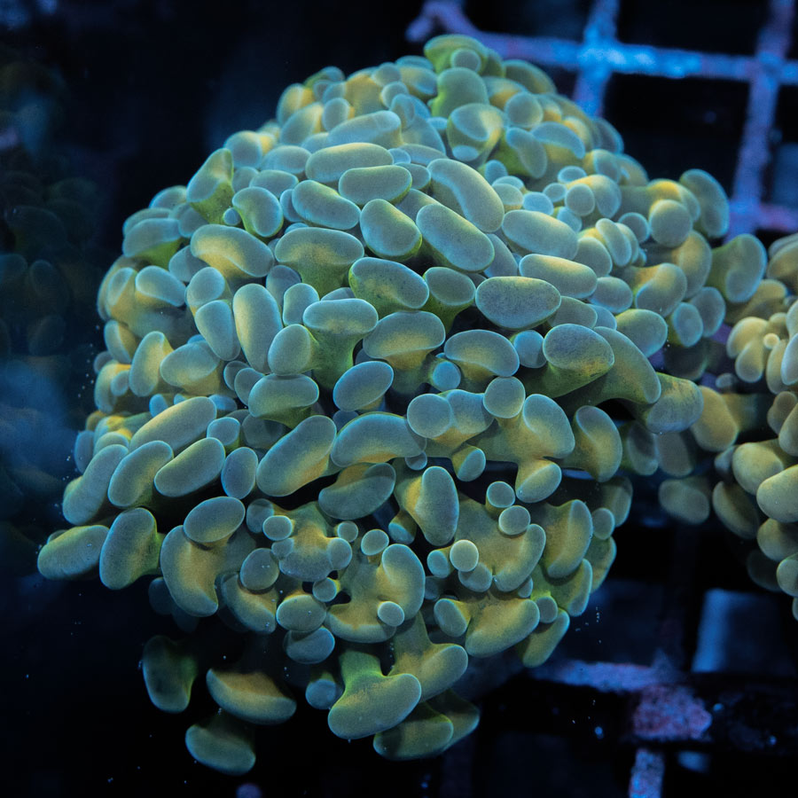 SBM Euphyllia Parancora Rare (2 Pól.)