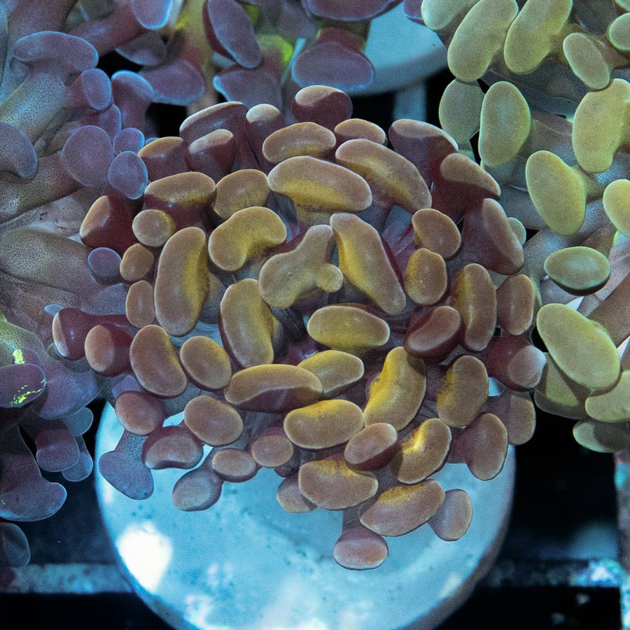 SBM Euphyllia Golden (1 Pól.)