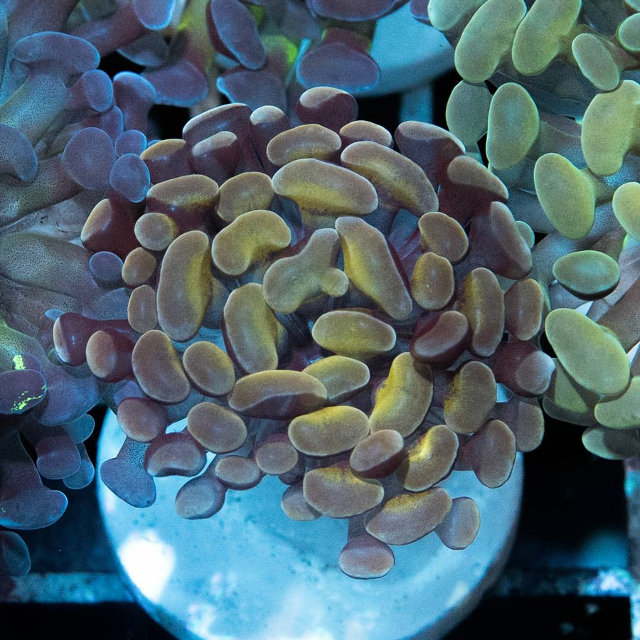 SBM Euphyllia Golden (1 Pól.)