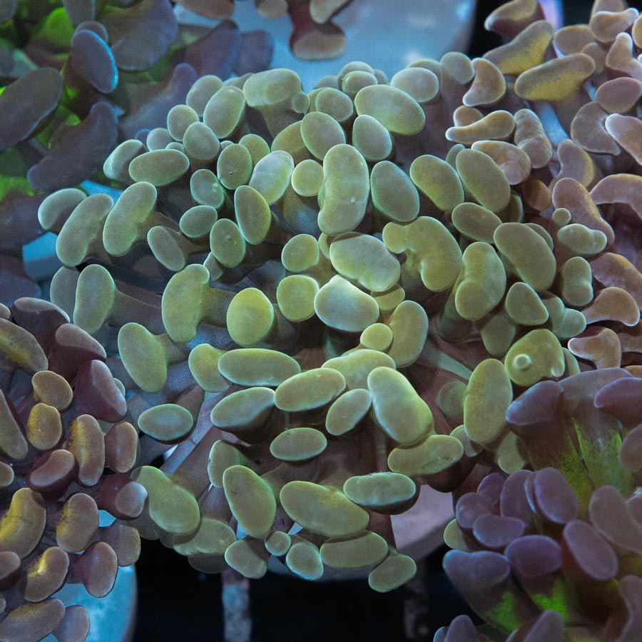 SBM Euphyllia Golden (1 Pól.)