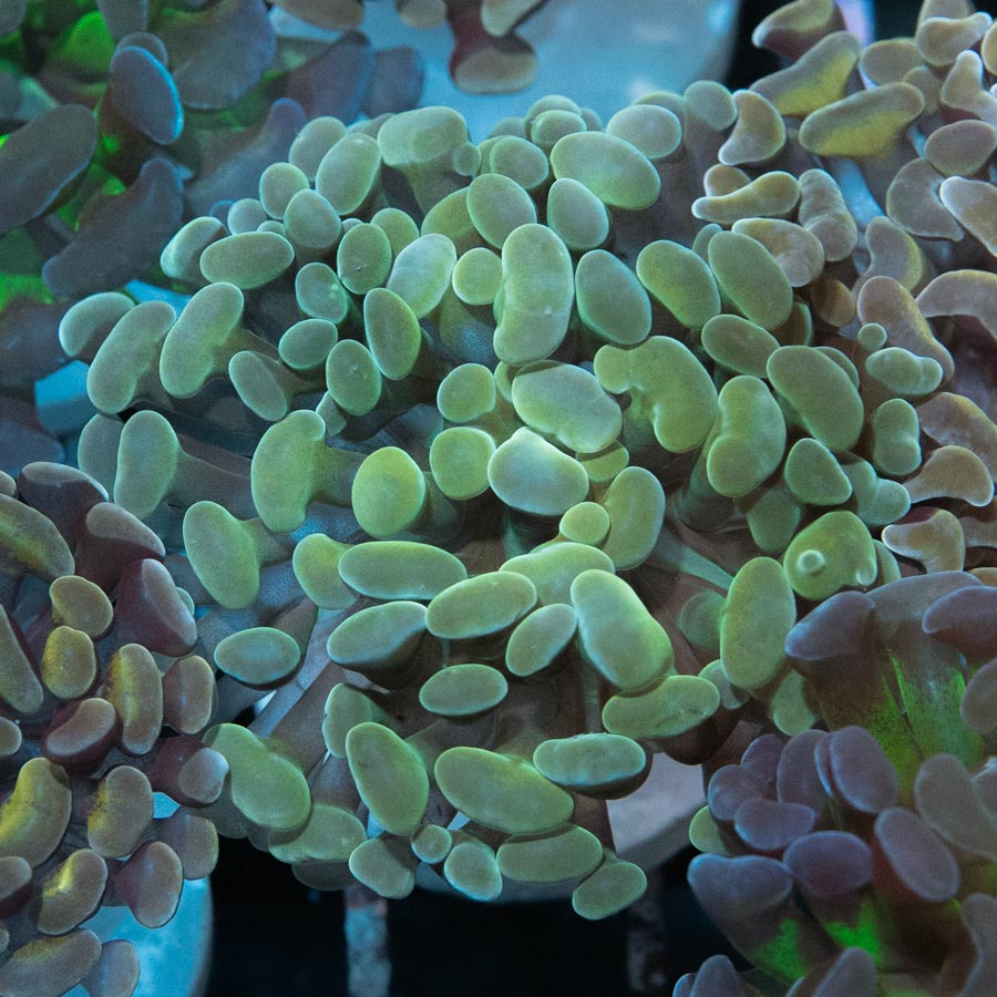 SBM Euphyllia Golden (1 Pól.)