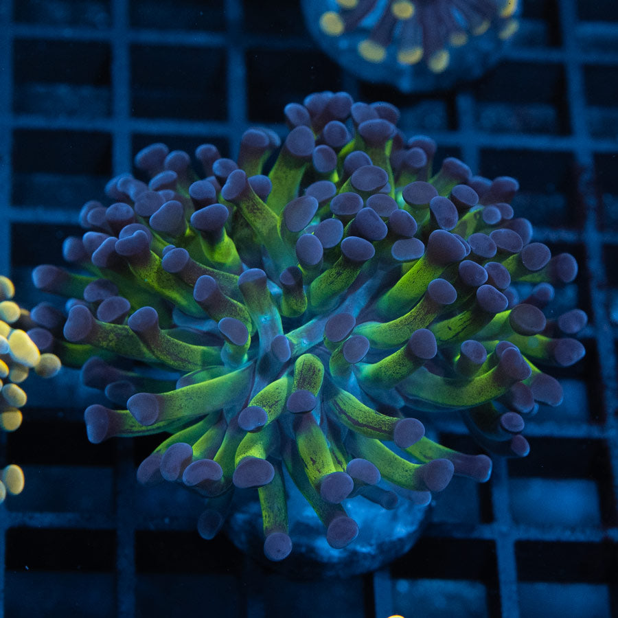 SBM Euphyllia Paradivisa (2 Pól.)