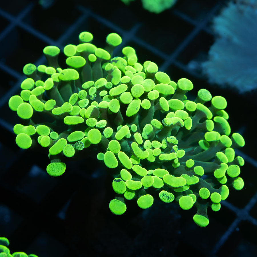 SBM Euphyllia Parancora Toxic Green (2 Pól. en división)