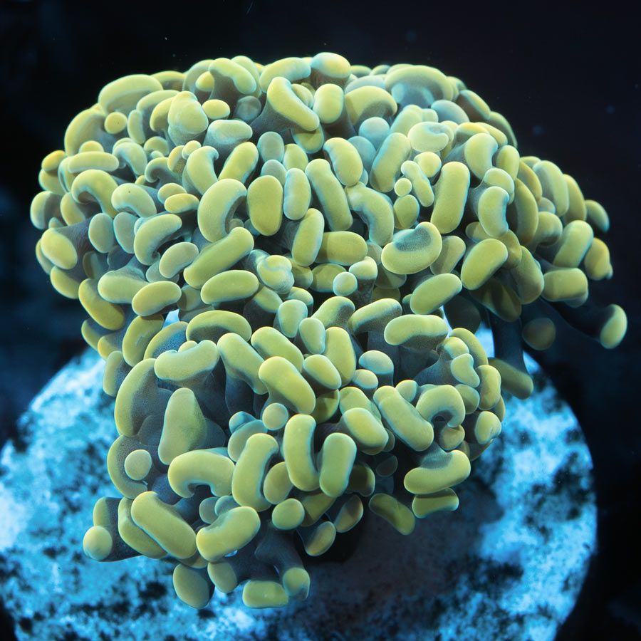 SBM Euphyllia Parancora Golden  (3 Pól.)