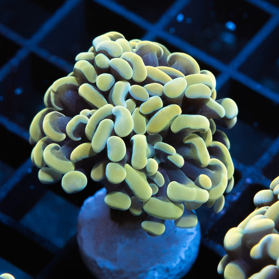 SBM Euphyllia Parancora Nugget (1 Pól.)