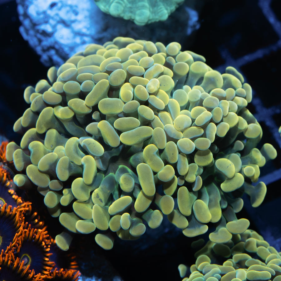 SBM Euphyllia Golden Nugget (4 Pól.)