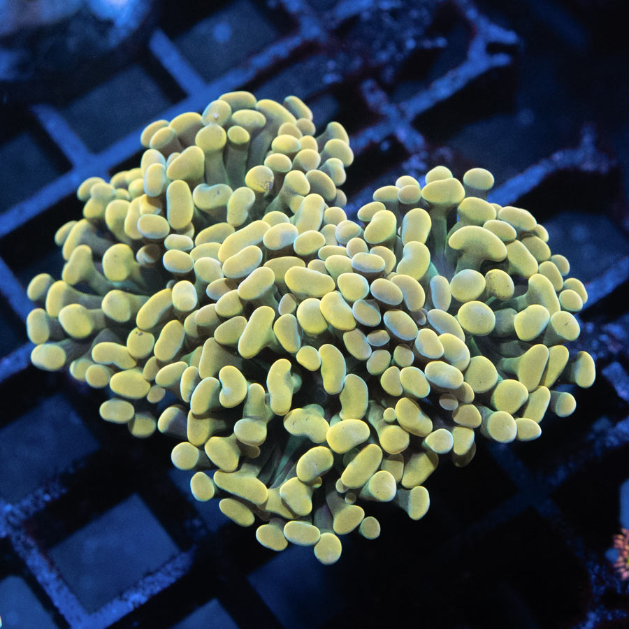 SBM Euphyllia Golden Nugget (3 Pól.)