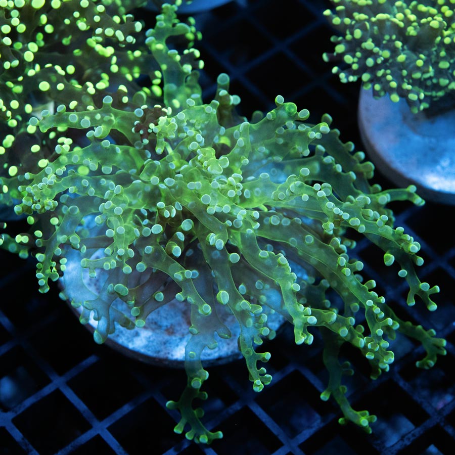 SBM Euphyllia Frogspawn "Sideshow Bob"(1 Pól.) (muy resistentes en muy poco flujo)