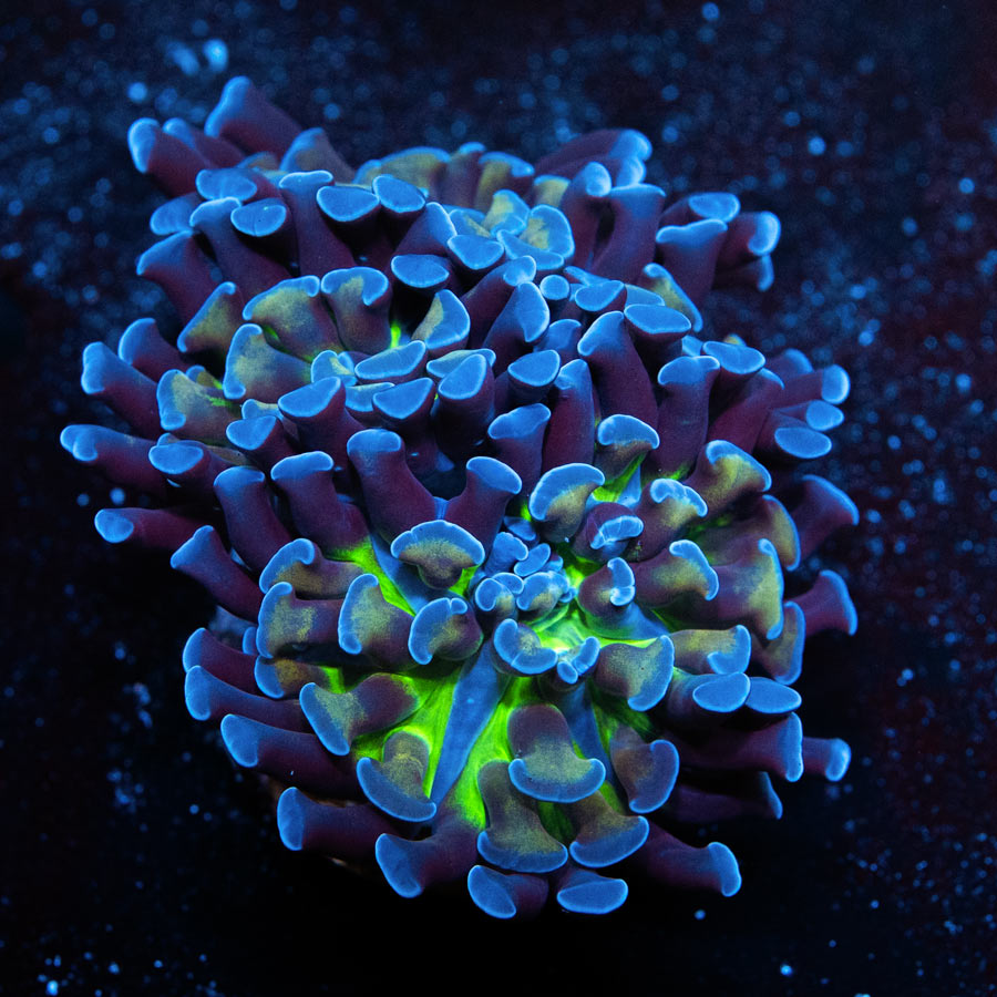 SBM Euphyllia Parancora Voodo (3 Pól.)