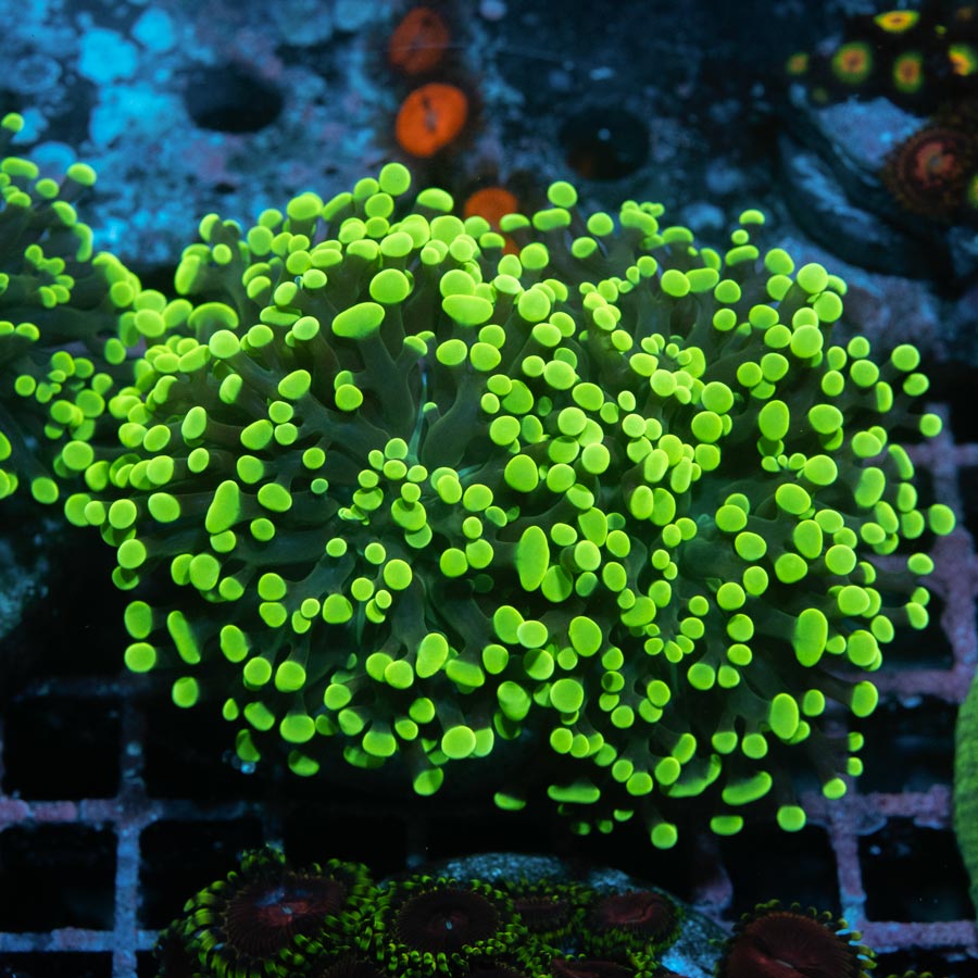 SBM Euphyllia Parancora Toxic Green 6 cm
