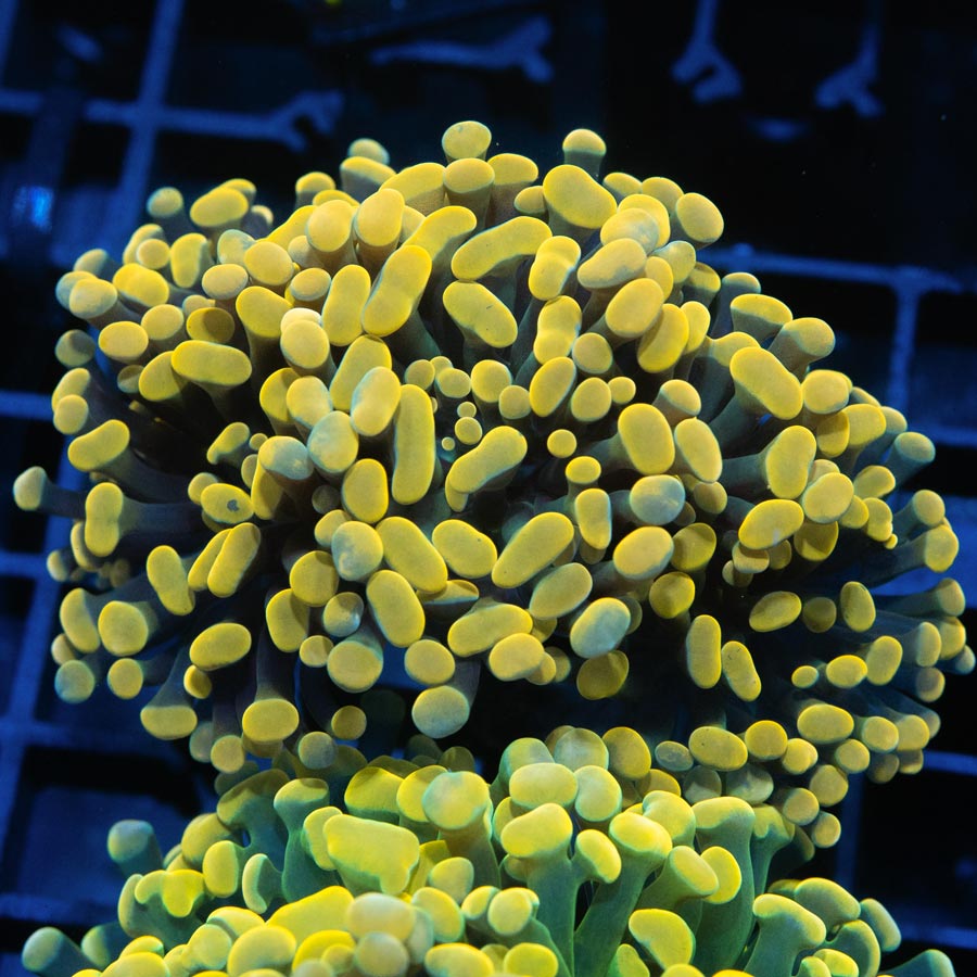 SBM Euphyllia Parancora Super Golden (5 Pól.)