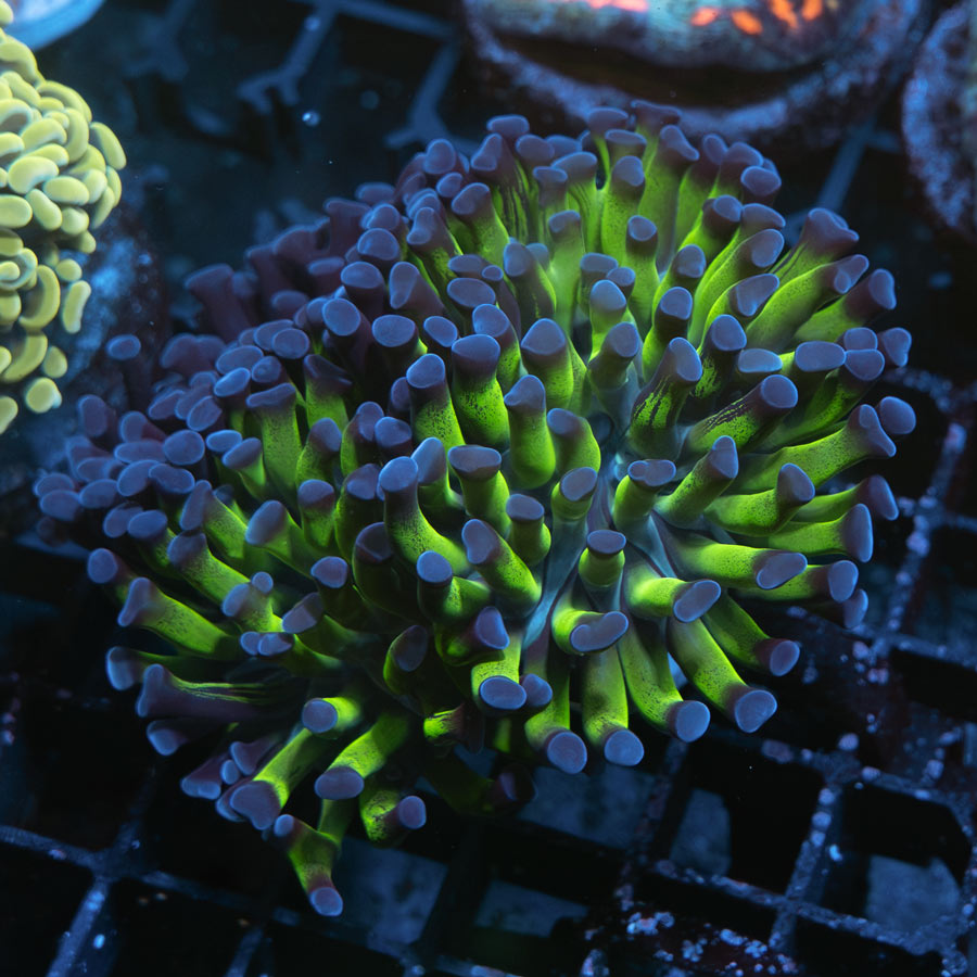 SBM Euphyllia Paradivisa Fluor (3 Pól.)
