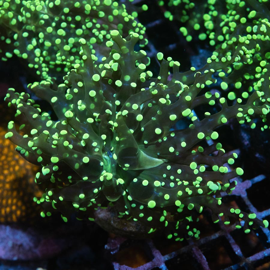SBM Euphyllia (1 Pól.)Frogpawn "Sideshow Bob" Ultra. (zonas de poca circulación)