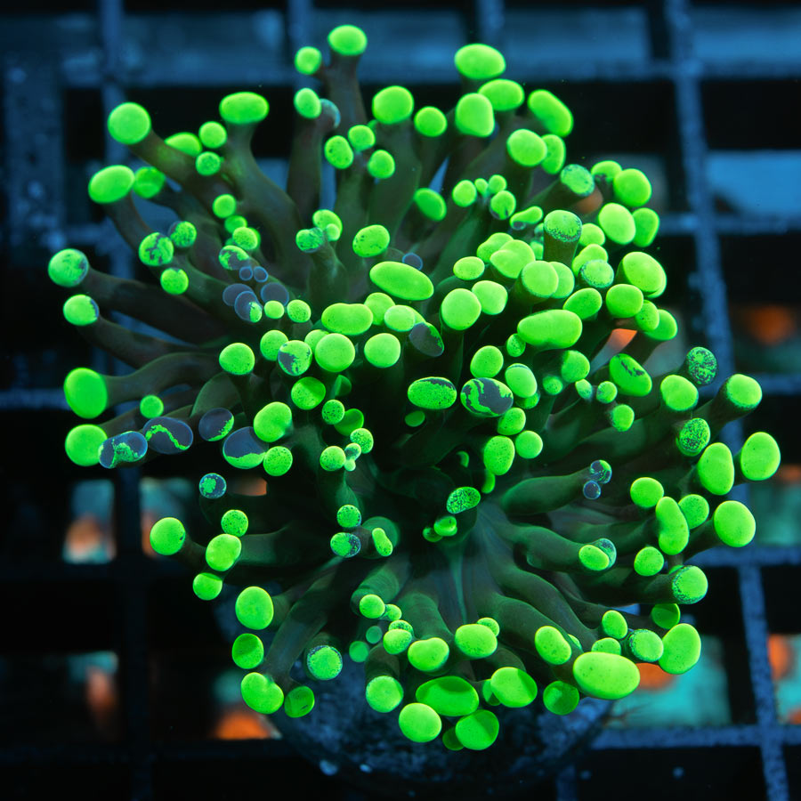 SBM Euphyllia Parancora Toxic Green (1 Pól. en división)