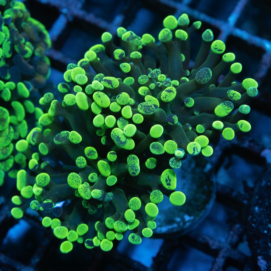 SBM Euphyllia Toxic Green  (2 Pól.)