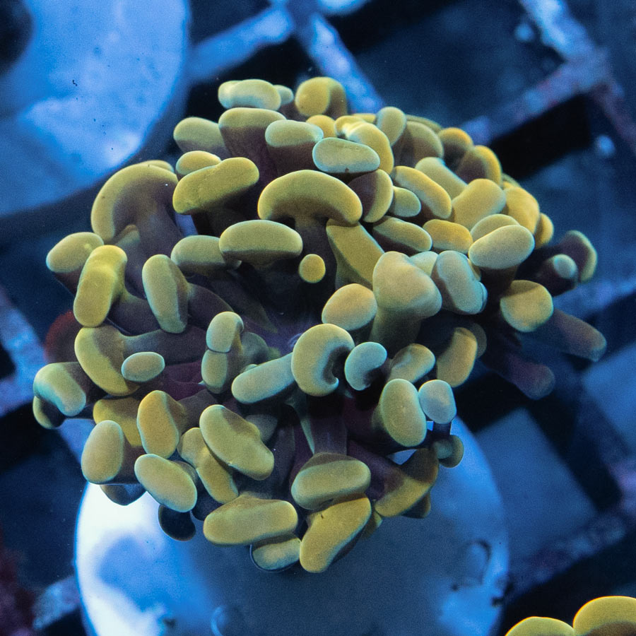 SBM Euphyllia Parancora Golden(1 Pól.)