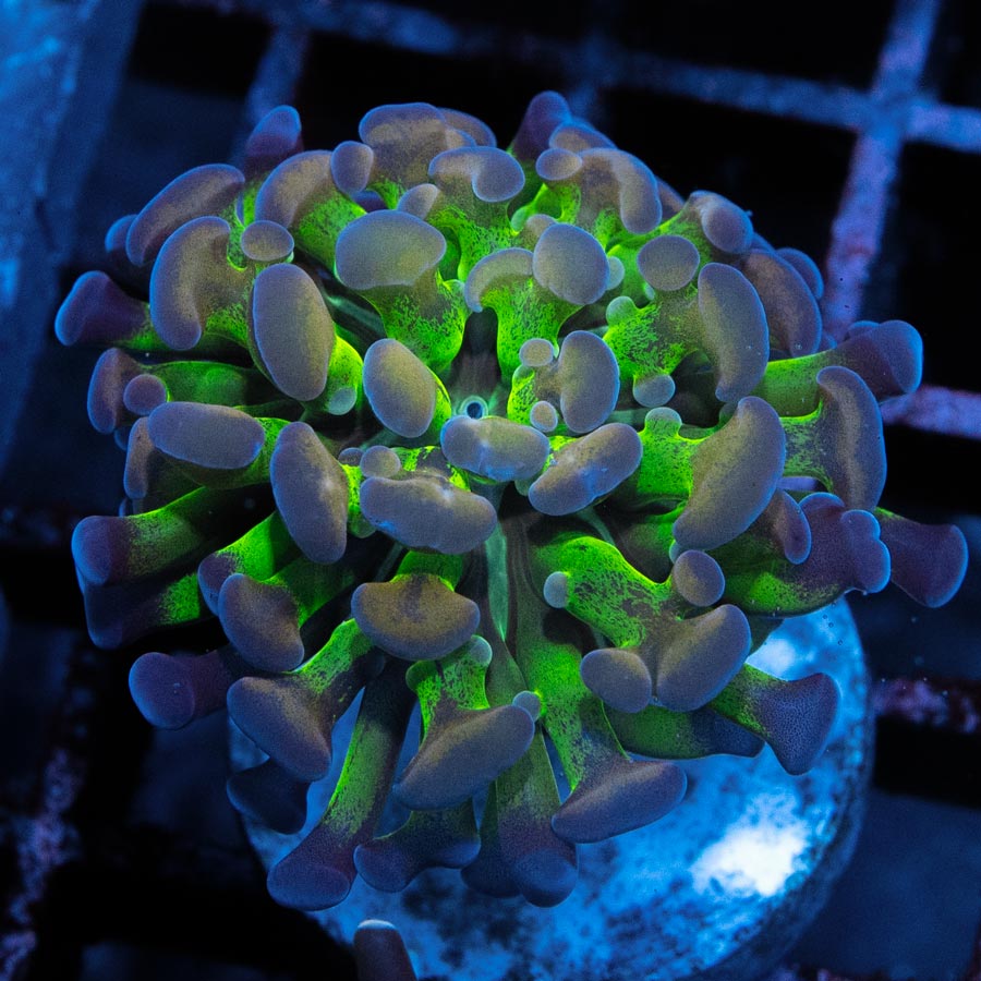 SBM Euphyllia Parancora Hologram (1 Pól.)