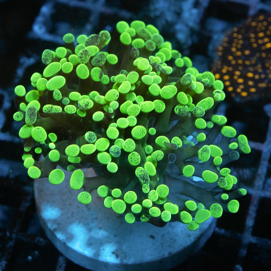 SBM Euphyllia Parancora Toxic Green  (1 Pól.)