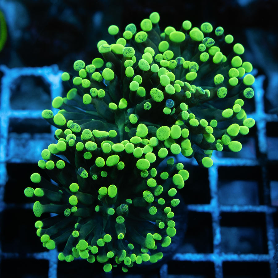 SBM Euphyllia Parancora Toxic Green Ultra  (3 Pól.)