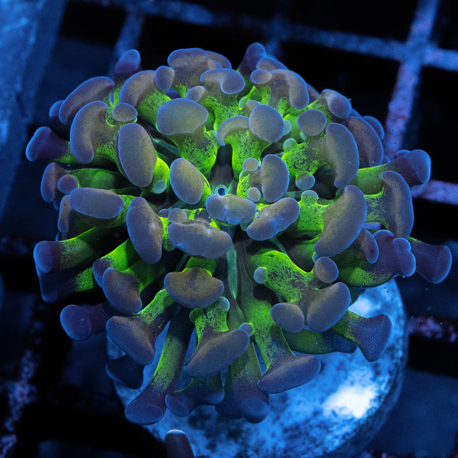 SBM Euphyllia Parancora Hologram (1 Pól.)
