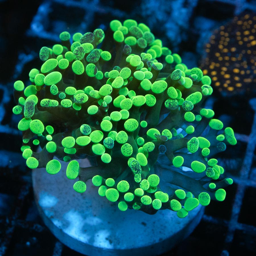 SBM Euphyllia Parancora Toxic Green  (1 Pól.)