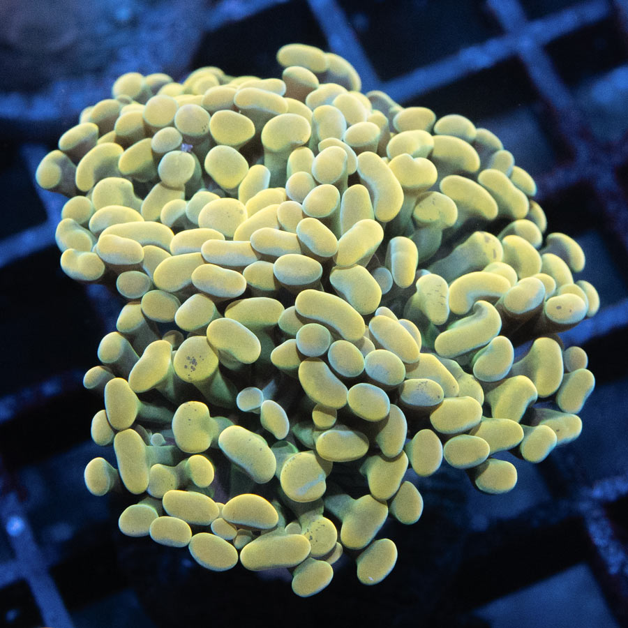 SBM Euphyllia Golden Nugget (4 Pól.)