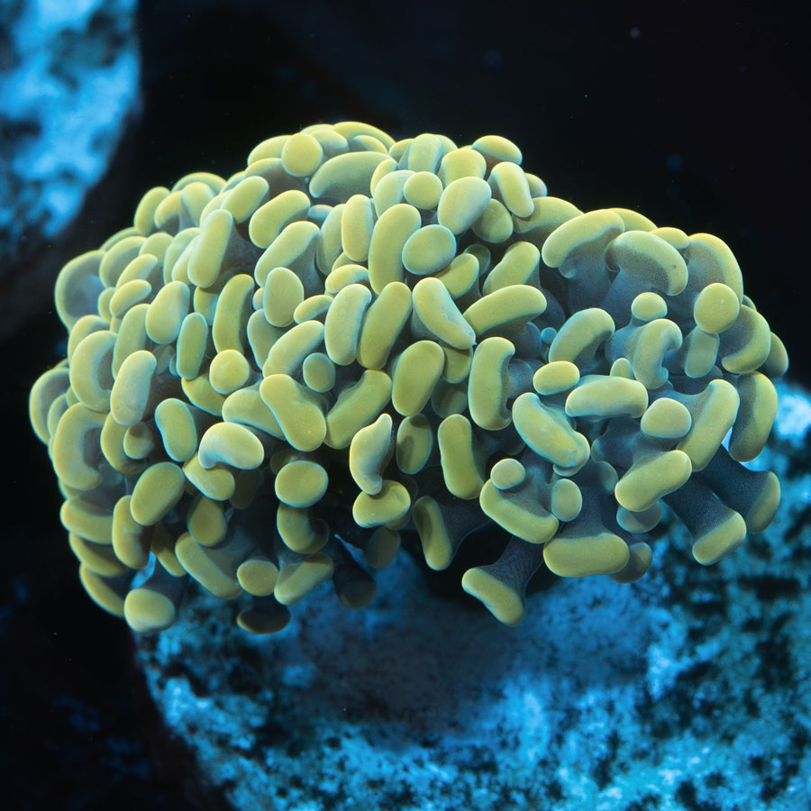 SBM Euphyllia Parancora Golden (3 Pól.)