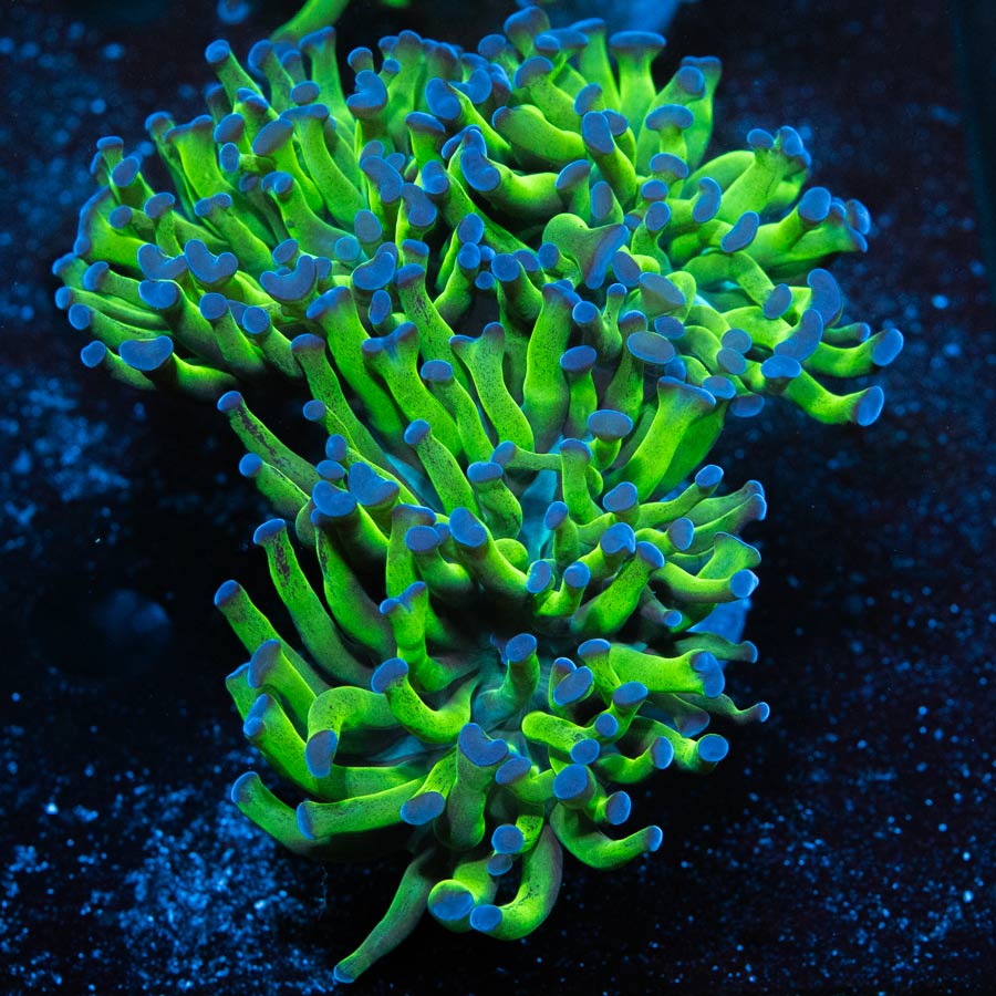 SBM Euphyllia Parancora Bicolor (3 Pól.)