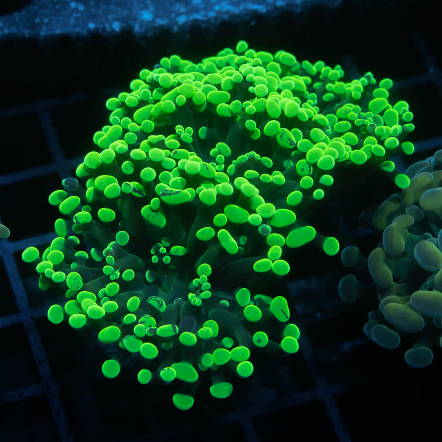 SBM Euphyllia Parancora Toxic Green (3 Pól.)