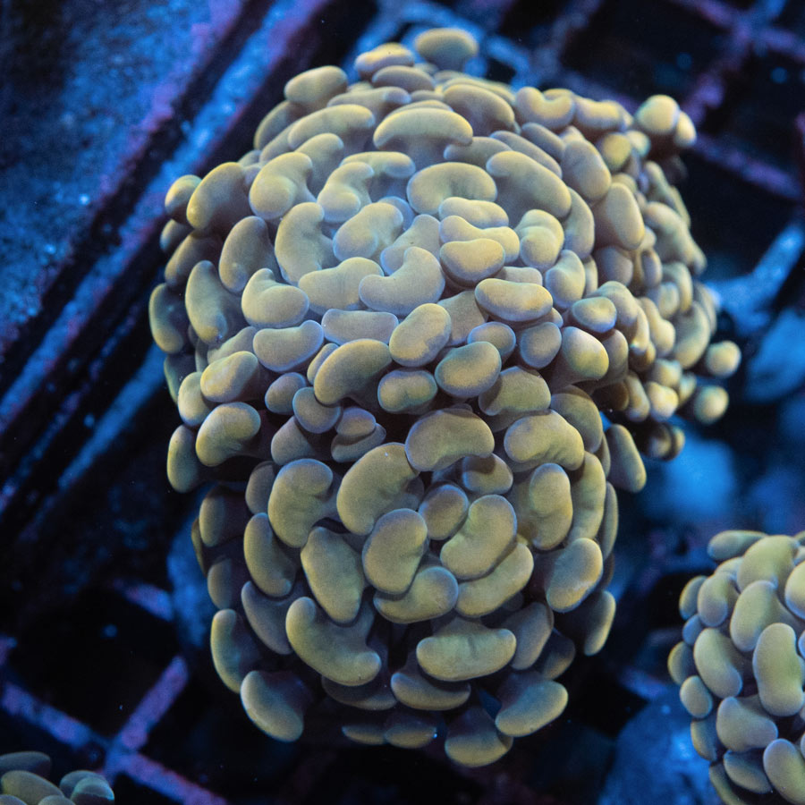 SBM Euphyllia Parancora Golden Nugget