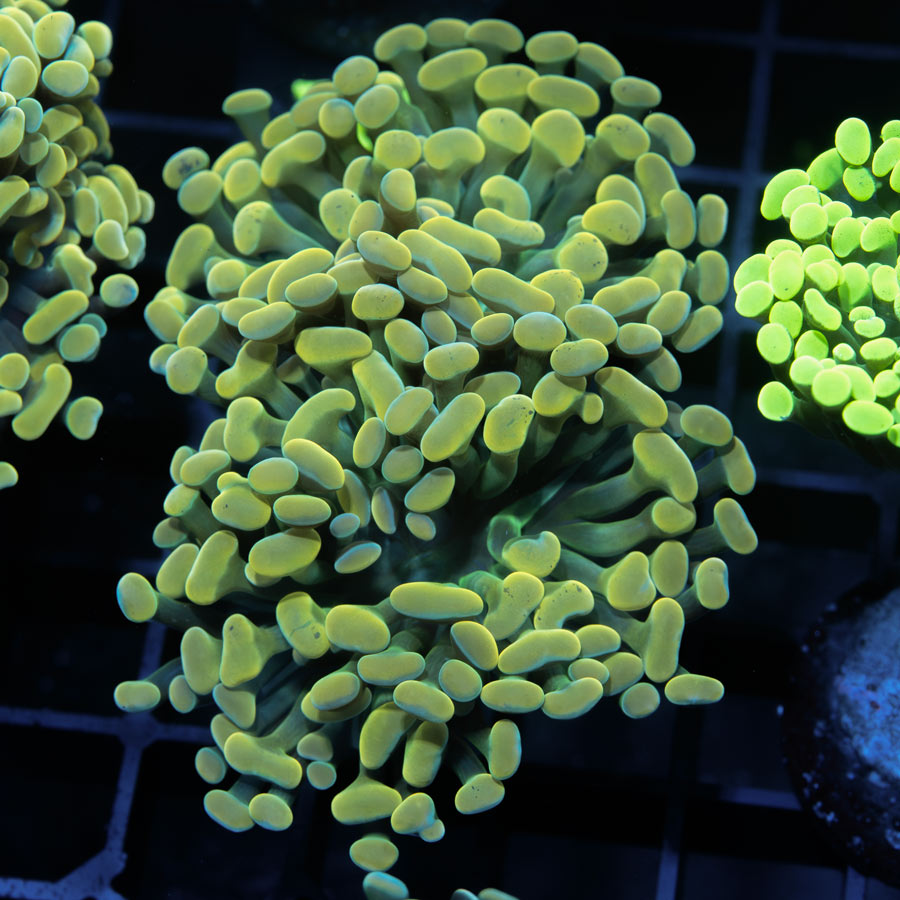 SBM Euphyllia Parancora Nugget (2 Pól.)